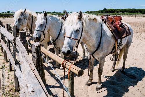Le Camargue, les chevaux blancs camarguais © Gerald Villena