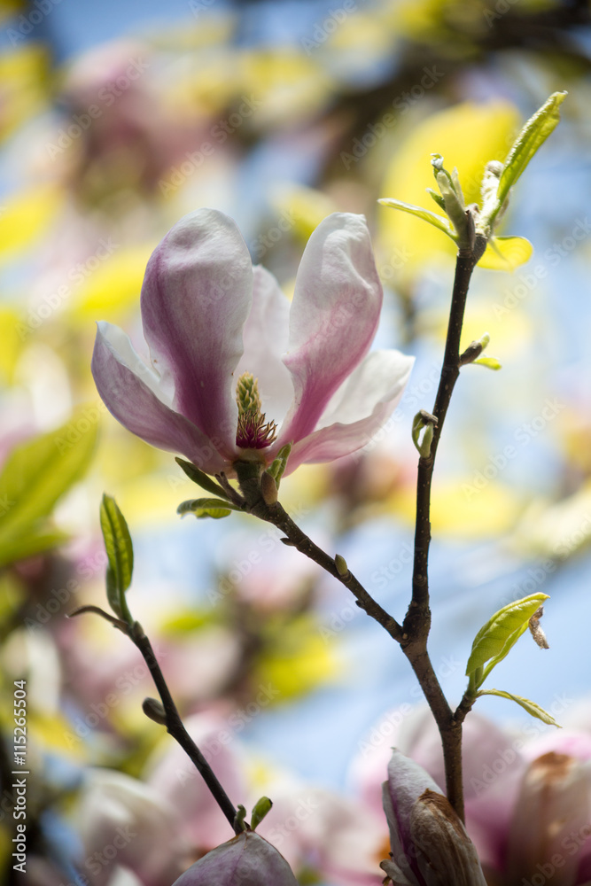 Obraz premium Wilds flowers in the field