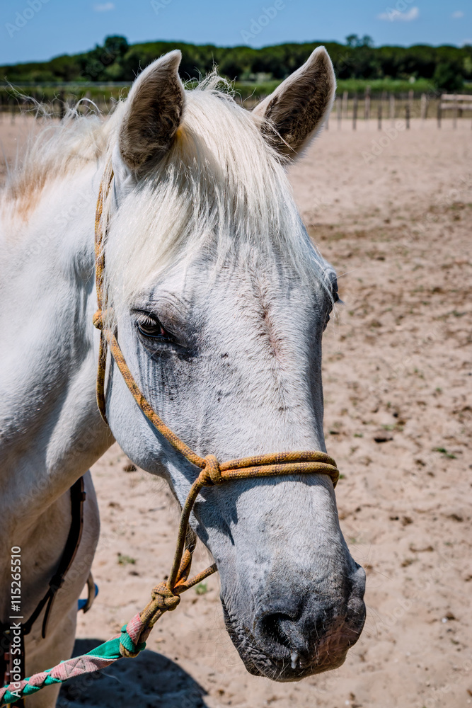 Le Camargue, cheval blanc camarguais Le Camargue, cheval blanc camarguais