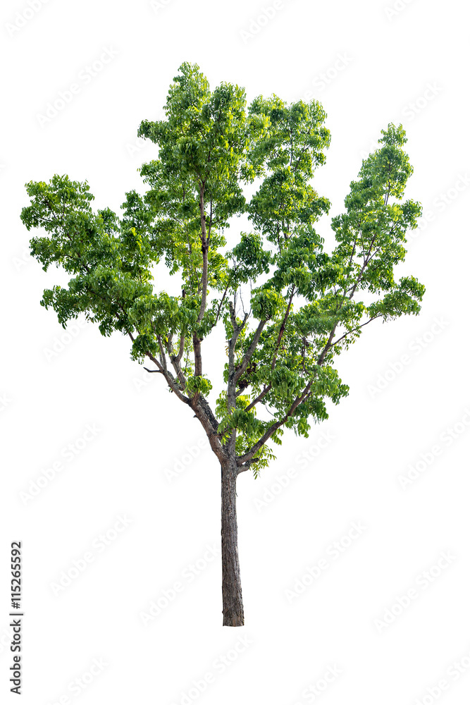 A big tree isolated on white background