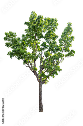 A big tree isolated on white background