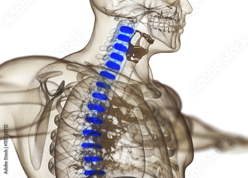 Human spine discs. 3d illustration © Anatomy Insider