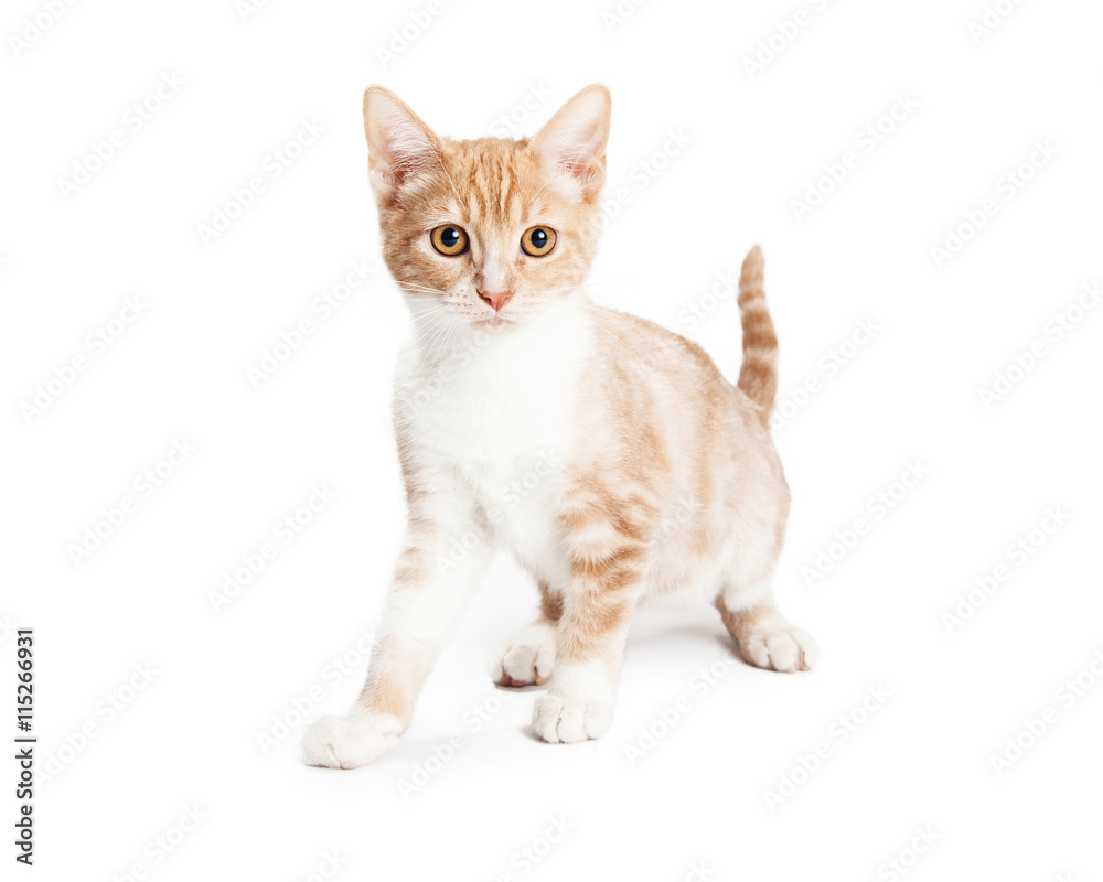 Cute Orange Tabby Kitten