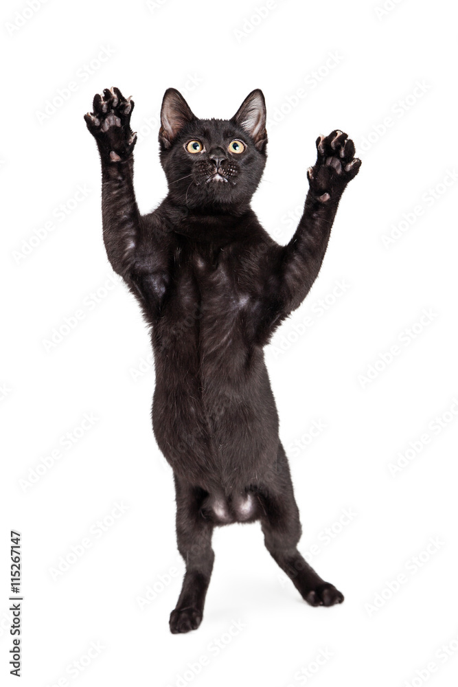 Cute Cat Standing Up