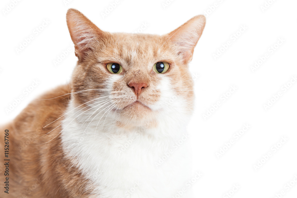 Portrait Orange Cat Funny Face