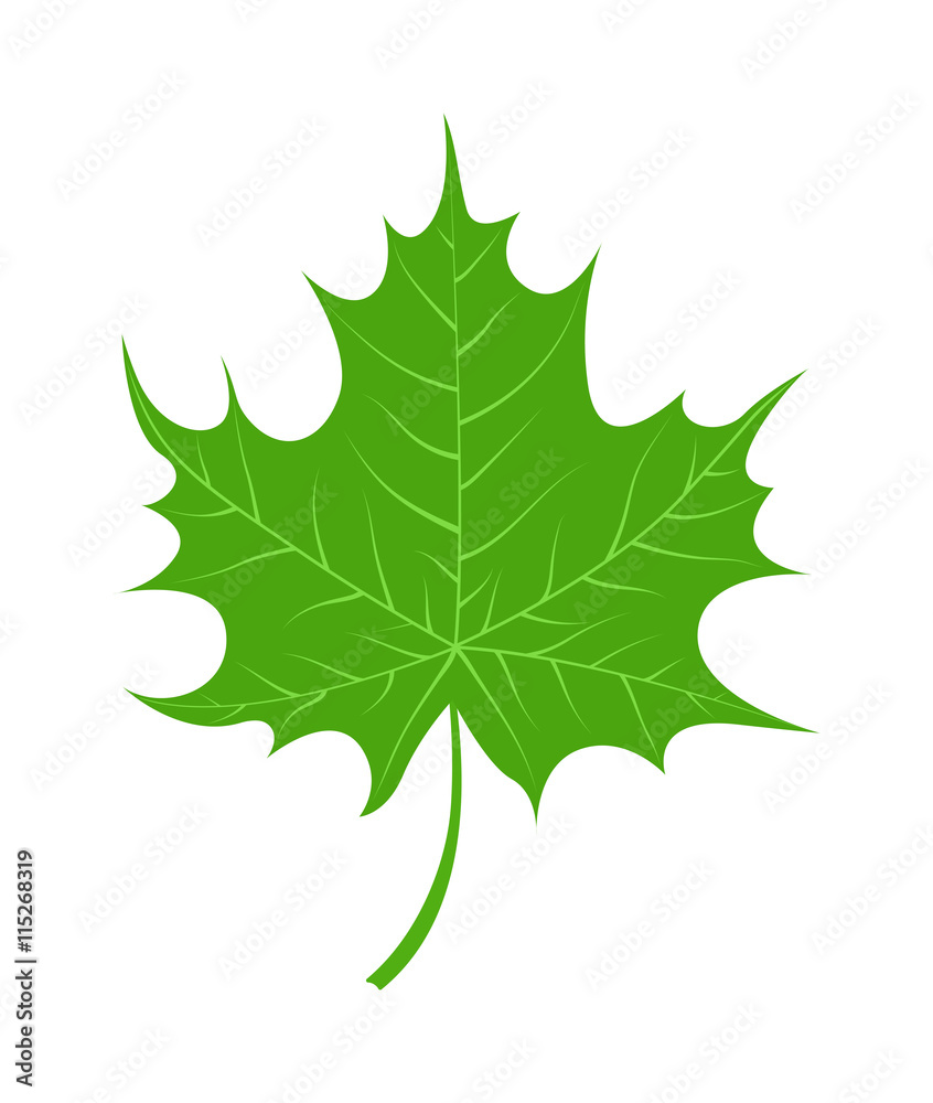 Fototapeta premium Vector tropical leaves Green tree leave. Natural green leaf isolated. Leaf element floral color garden art. Tropical leave tree element. Natural green tropical leave flat style