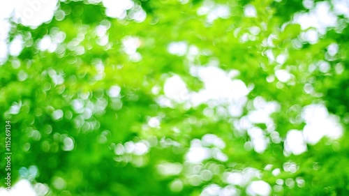 エコイメージ・森の緑・フォーカスアウト