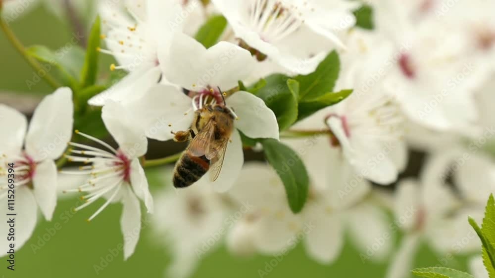 Bee on petals of cherry, spring, slow motion Bee on petals of cherry, spring, slow motion