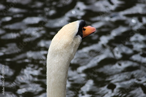 A closeup of a white swans head in front of a dark lake