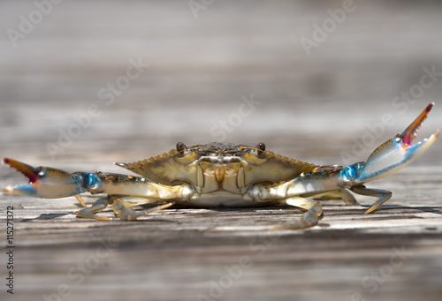 Blue Crab