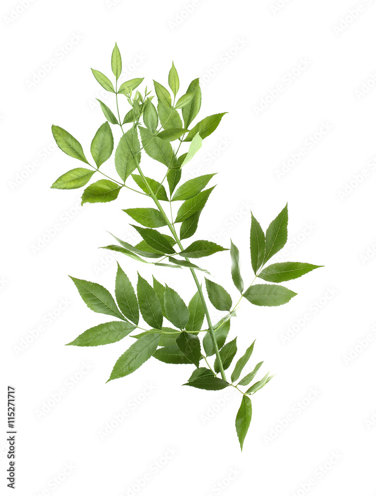 Tree branch with green leaves on white background Tree branch with green leaves on white background