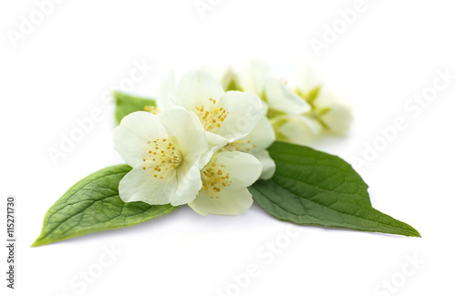 Fresh jasmine flowers on white background