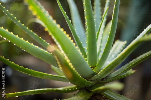Aloe vera at greenhouse