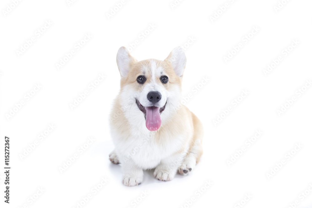Obraz premium Corgi puppy isolated on a white background