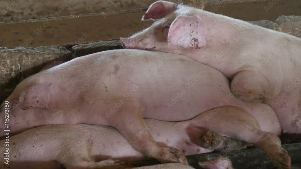 pigs sleeping in the shed pigs sleeping in the shed
