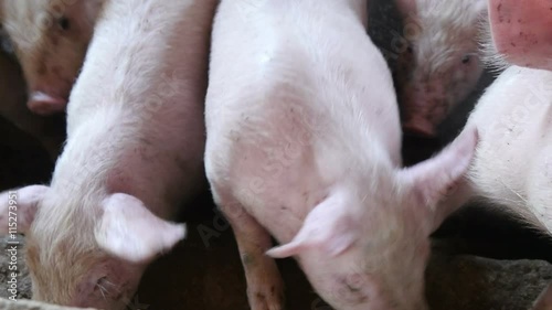 Wallpaper Mural  little pink pig on a farm Torontodigital.ca