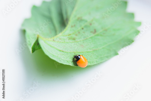 newborn ladybug without spots
