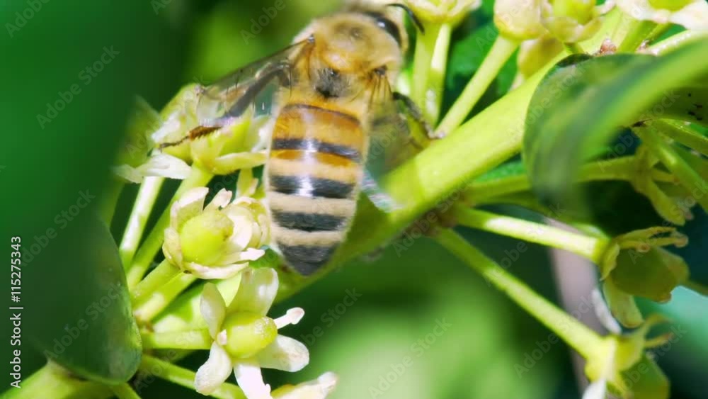 slow motion honey bee collecting pollen slow motion honey bee collecting pollen
