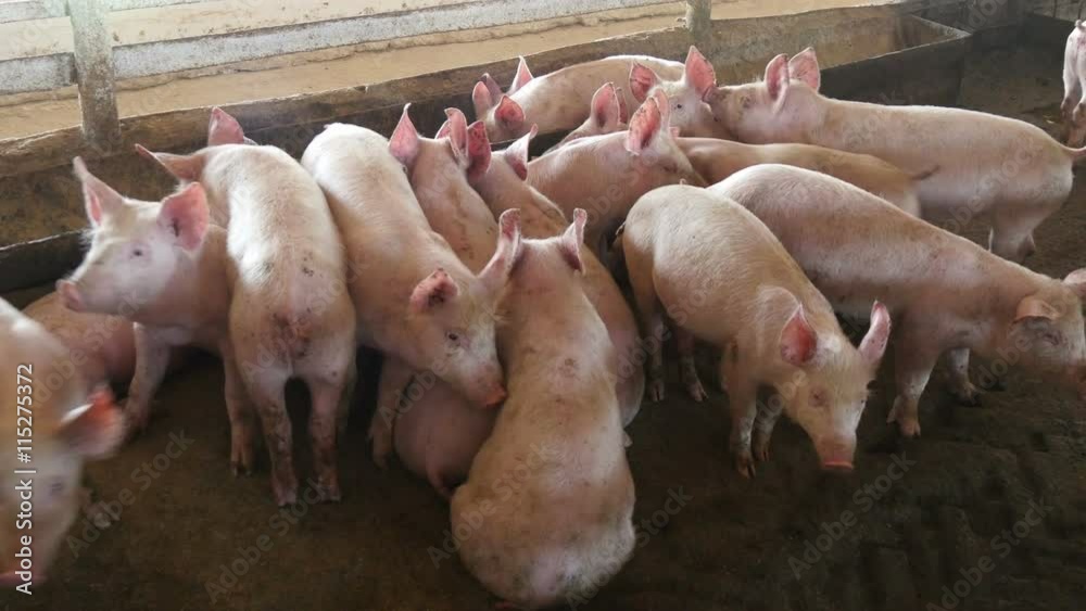 cute pink pig on a farm cute pink pig on a farm