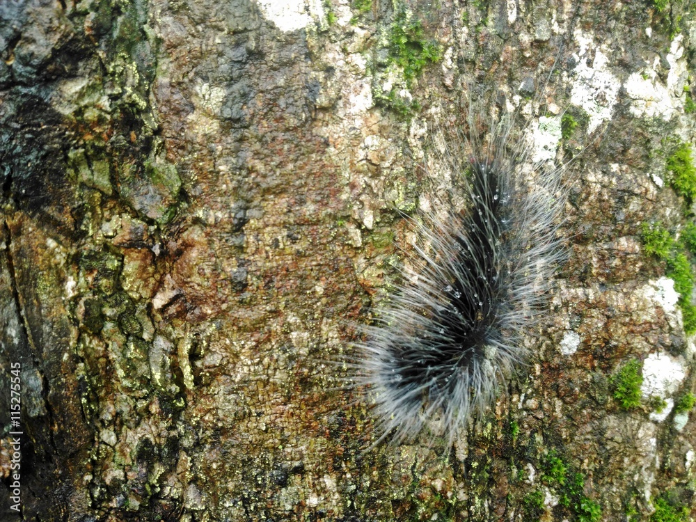 A black caterpillar of the tree A black caterpillar of the tree