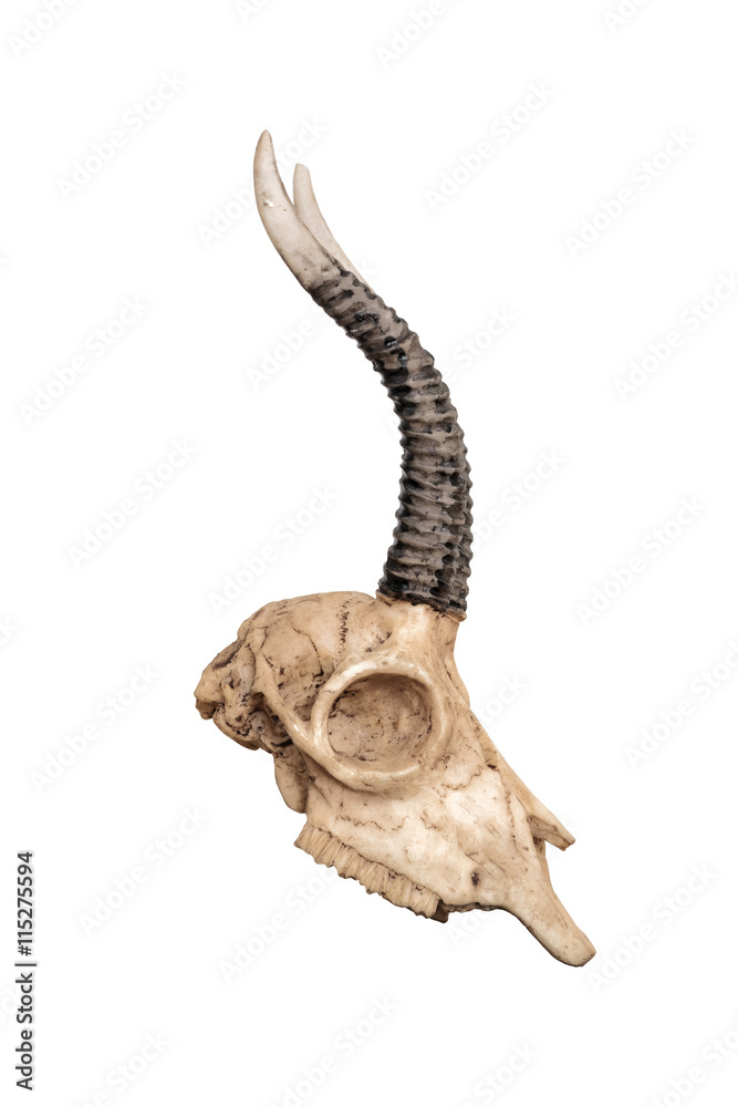 Skull of goat, isolated on white background, side view Skull of goat, isolated on white background, side view