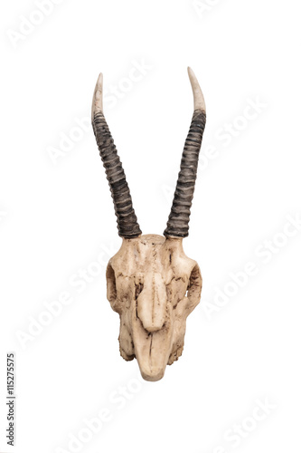 Skull of goat, isolated on white background, front view