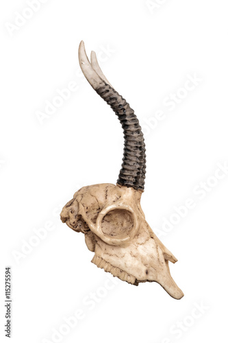 Skull of goat, isolated on white background, side view