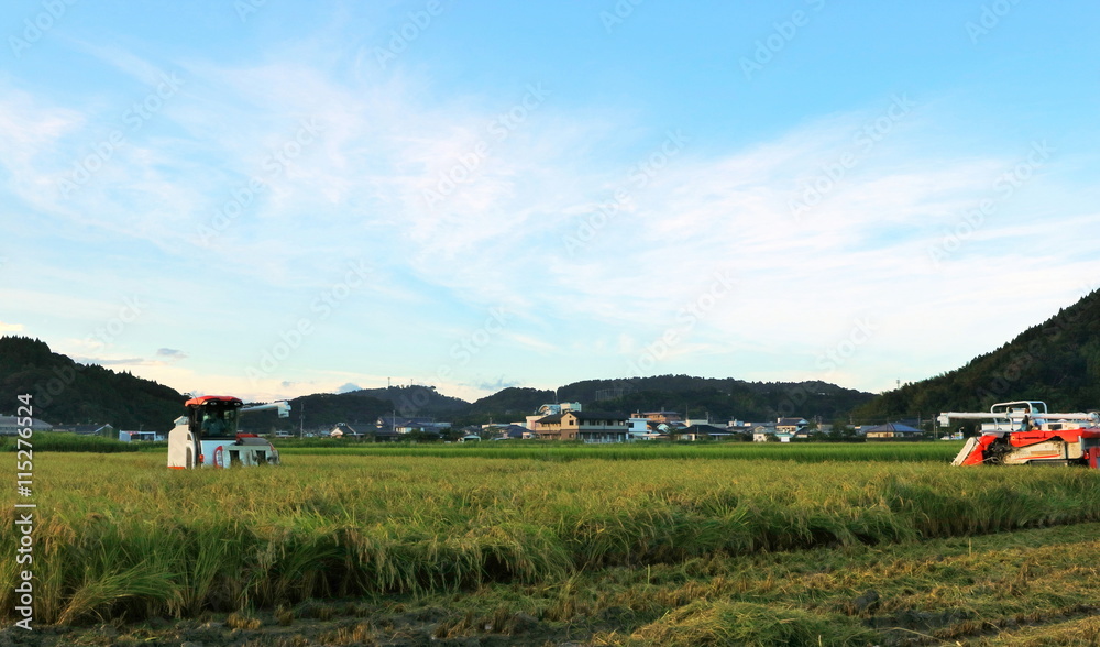 Obraz premium 稲刈り