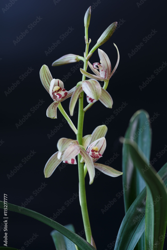 A Chinese orchid in black background A Chinese orchid in black background