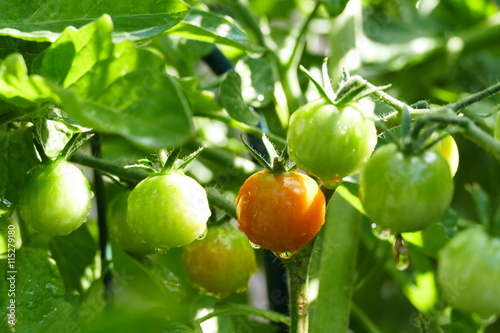 Wallpaper Mural Growing tomato in farm garden Torontodigital.ca