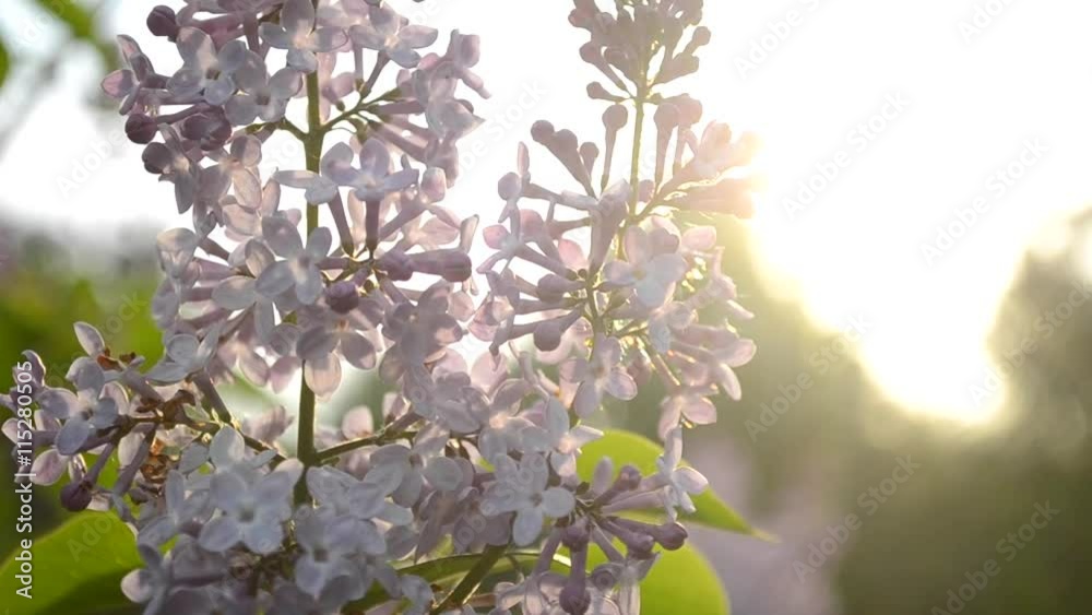lilac flowers close up at sunset