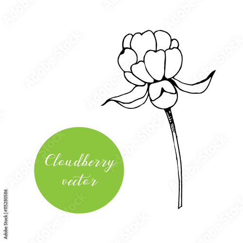 Hand drawn cloudberry stem in vector