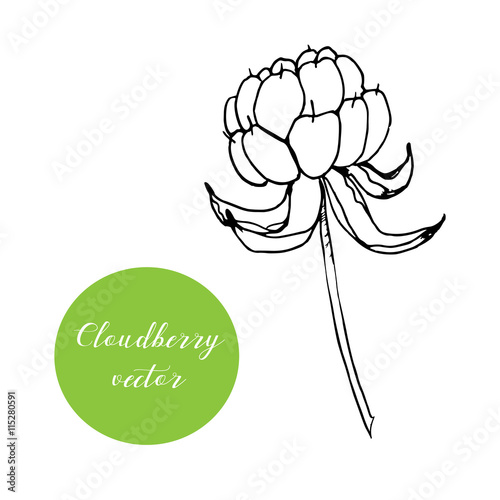 Hand drawn cloudberry stem in vector