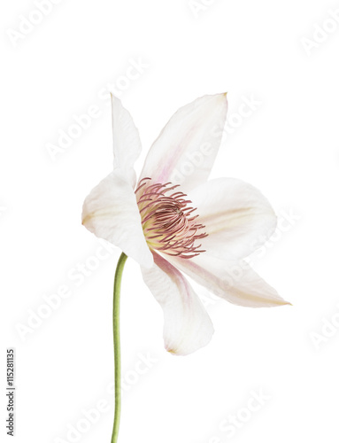 clematis flower