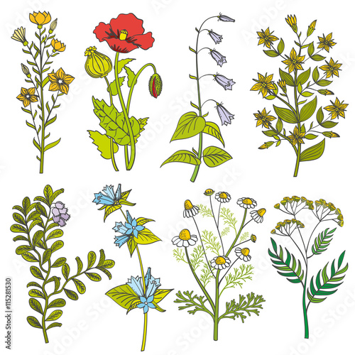 Herbs and wild flowers vintage vector color illustration. Summer flower set and spring colorful flower with leaf
