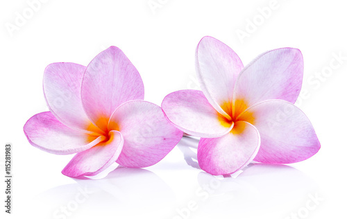 frangipani flowers