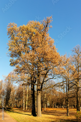 oaks in the autumn park