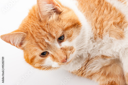 Fototapeta Naklejka Na Ścianę i Meble -  Red cat