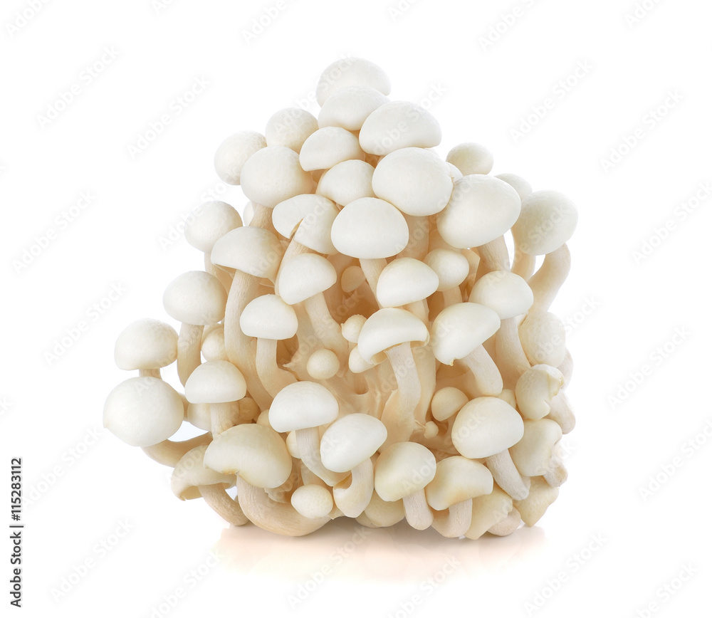 White beech mushrooms, Shimeji mushroom, Edible mushroom isolate White beech mushrooms, Shimeji mushroom, Edible mushroom isolate