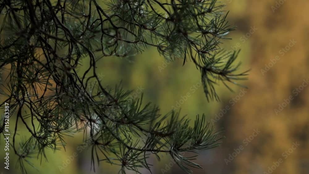 View of tree with yellow leaf in autumn day. Calmly waving from wind. Pine. Nature. Park View of tree with yellow leaf in autumn day. Calmly waving from wind. Pine. Nature. Park