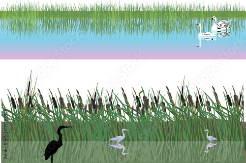 swans and herons in rushy lake