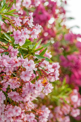 oleander flowers © Vivida Photo PC