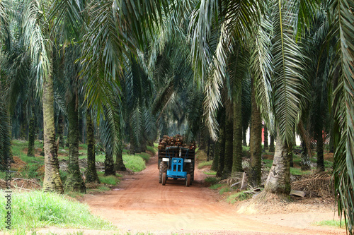 Tractor transporting oil palm fruits in oil palm plantation