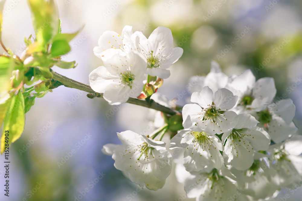 Closeup Spring Blossoming Tree