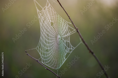 structure and pattern that will make the spider web in the morning in the mountains in the national park