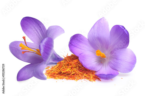 Fototapeta Naklejka Na Ścianę i Meble -  Flower crocus and dried saffron spice