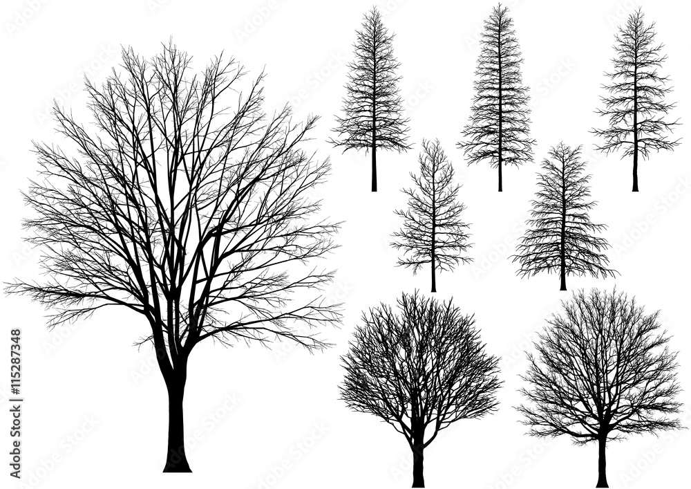 bare tree.
Vector trees isolated on a white background.