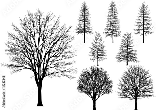 bare tree.
Vector trees isolated on a white background.