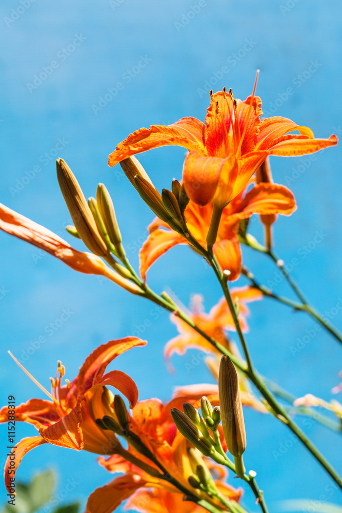 fresh flowers of orange daylily outdoors