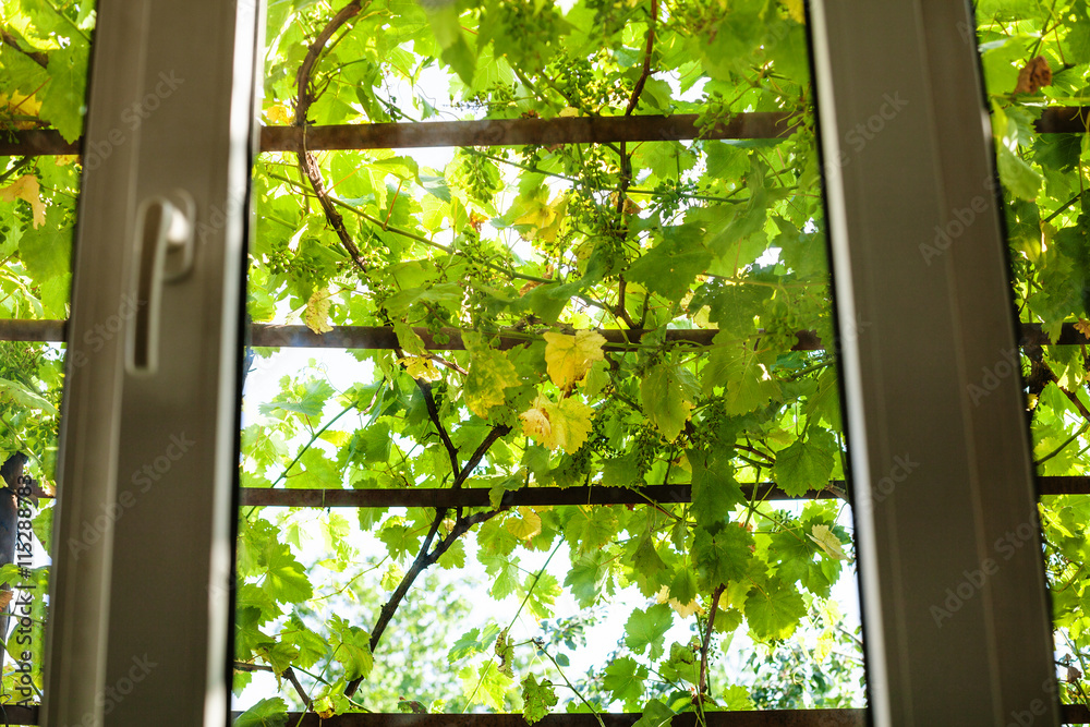view of green vineyard through home window
